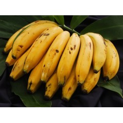 Bananos maduros frescos y dulces, ideales para postres,