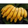 Bananos maduros frescos y dulces, ideales para postres,