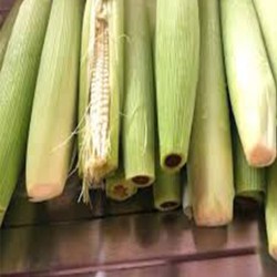 Buy Fresh Chilote at 280 – La Bendición