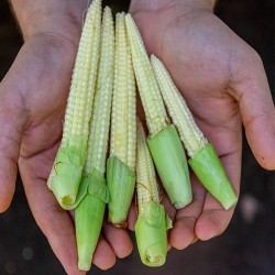 Comprar Chilote Fresco en 280 – La Bendición