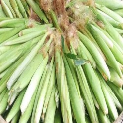 Comprar Chilote Fresco en 280 – La Bendición