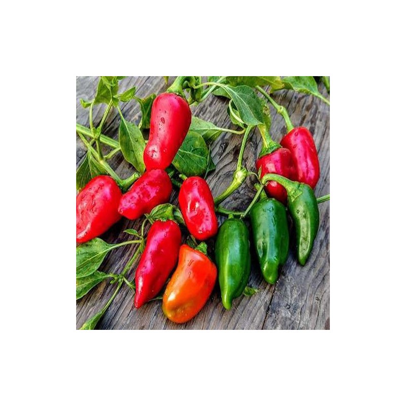 "Chiltomas frescas de La Bendición (280), el sabor tradicional que da color y aroma a tu cocina."