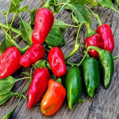 "Chiltomas frescas de La Bendición (280), el sabor tradicional que da color y aroma a tu cocina."