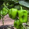 Comprar Chiltoma Fresca en 280 – La Bendición