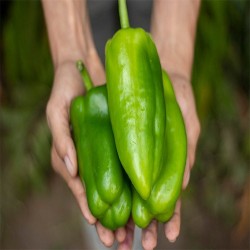 Buy Fresh Chiltoma at 280 – La Bendición