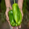 Comprar Chiltoma Fresca en 280 – La Bendición