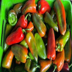 Buy Fresh Chiltoma at 280 – La Bendición