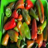 Buy Fresh Chiltoma at 280 – La Bendición