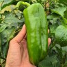 Buy Fresh Chiltoma at 280 – La Bendición
