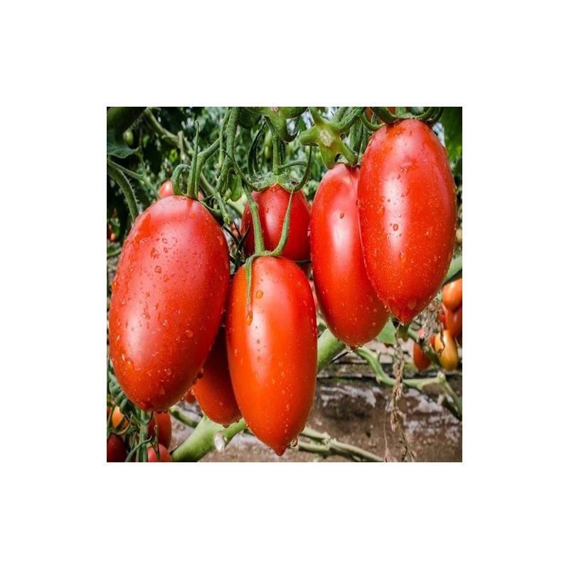 "Fresh tomatoes from La Bendición (280), the essential ingredient for your salads and stews."