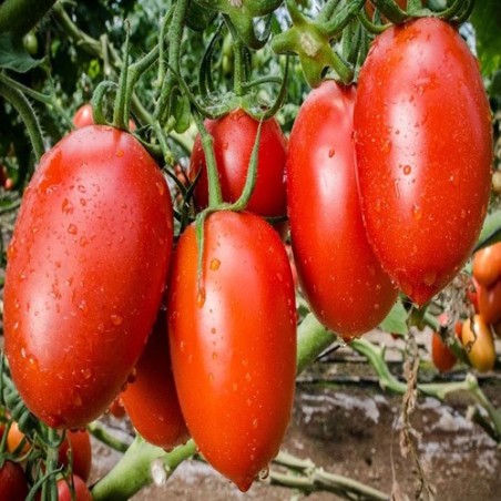 "Fresh tomatoes from La Bendición (280), the essential ingredient for your salads and stews."