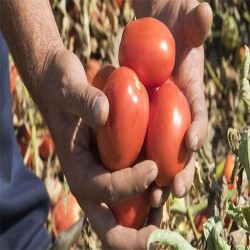 Comprar Tomates Frescos en 280 – La Bendición