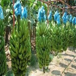 Comprar Bananos Verdes en 280 – La Bendición