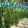 Buy Green Bananas at 280 – La Bendición