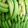 Comprar Bananos Verdes en 280 – La Bendición