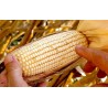 “Buy corn on the cob at 280”, 'Fresh Vegetables La Bendición”.
