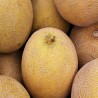 Comprar Melón Fresco en 280 – La Bendición
