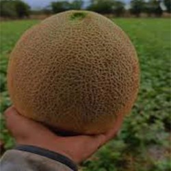 Comprar Melón Fresco en 280 – La Bendición