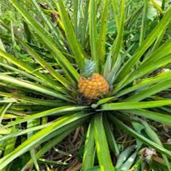 Buy Fresh Pineapple at 280 – La Bendición