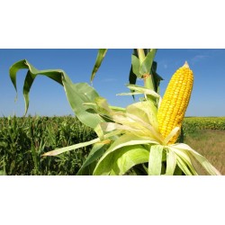 Comprar Elotes Frescos en 280 – La Bendición