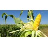 Buy Fresh Corn at 280 – La Bendición