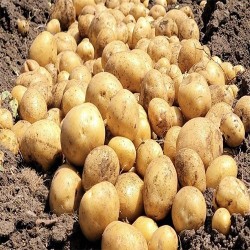 Buy Fresh Potatoes at 280 – La Bendición
