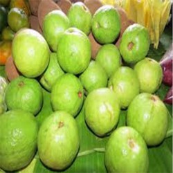 Comprar Guava Tailandesa en 280 – La Bendición