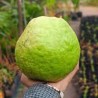 Comprar Guava Tailandesa en 280 – La Bendición