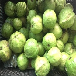 Comprar Guava Tailandesa en 280 – La Bendición