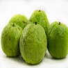 Comprar Guava Tailandesa en 280 – La Bendición