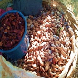 Buy Fresh Tamarind at 280 – La Bendición