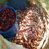 Comprar Tamarindo Fresco en 280 – La Bendición