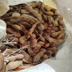Buy Fresh Tamarind at 280 – La Bendición