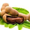 Comprar Tamarindo Fresco en 280 – La Bendición