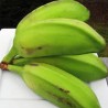 Buy Square Bananas at 280 – La Bendición