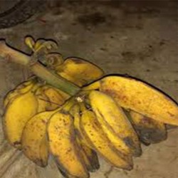 Comprar Guineos Cuadrados en 280 – La Bendición