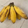 Comprar Guineos Cuadrados en 280 – La Bendición