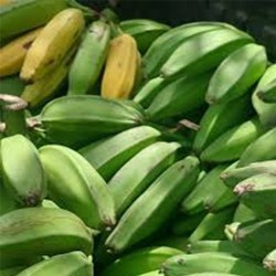 Comprar Guineos Cuadrados en 280 – La Bendición
