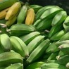 Comprar Guineos Cuadrados en 280 – La Bendición