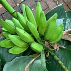 "Guineos cuadrados frescos de La Bendición (280), perfectos para tajadas, sopas y guisos tradicionales."