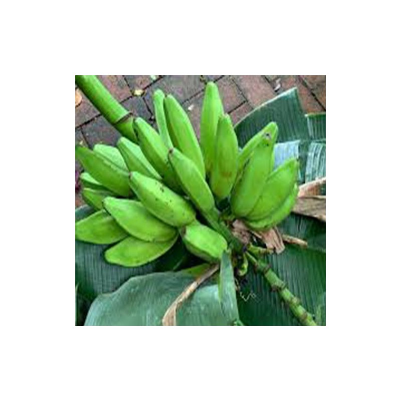 "Guineos cuadrados frescos de La Bendición (280), perfectos para tajadas, sopas y guisos tradicionales."