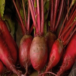 Buy Fresh Beets at 280 – La Bendición