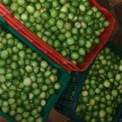 Comprar Limones Frescos en 280 – La Bendición