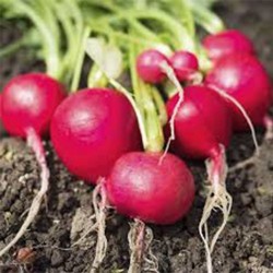 Buy Fresh Radishes at 280 – La Bendición