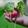 Buy Fresh Radishes at 280 – La Bendición