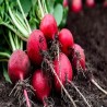 Buy Fresh Radishes at 280 – La Bendición