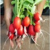 "Fresh radishes from La Bendición (280), crisp and healthy for your table."