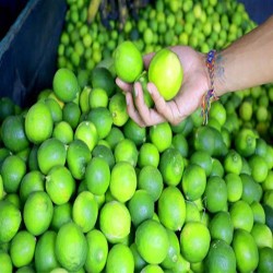 Comprar Limones Frescos en 280 – La Bendición