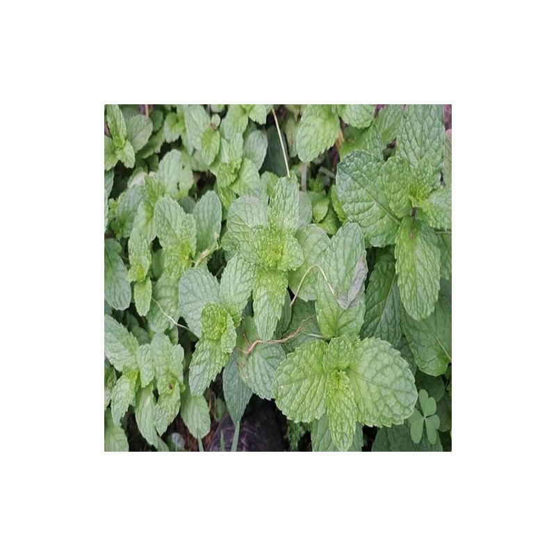 Buy Fresh Spearmint at 280 – La Bendición