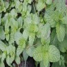 Buy Fresh Spearmint at 280 – La Bendición